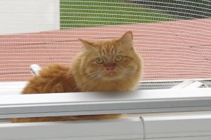 Katzenschutznetz 40g auf Maß